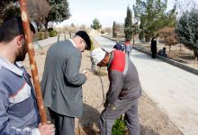 گزارش تصویری از آئیین درختکاری و تقدیر ازهمکاران فضای سبز دانشگاه